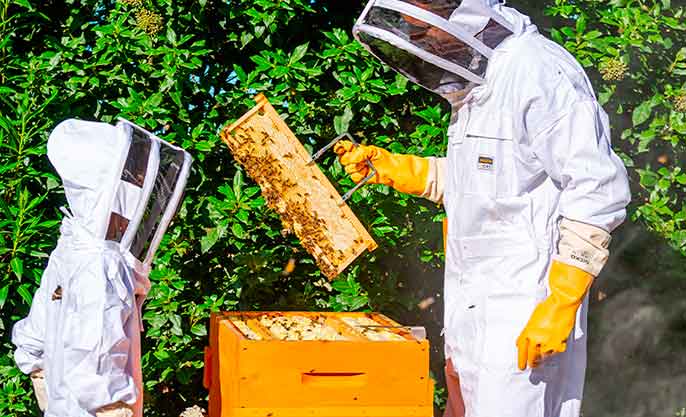 Un apiculteur adulte expliquant l'apiculture &agrave; son fils