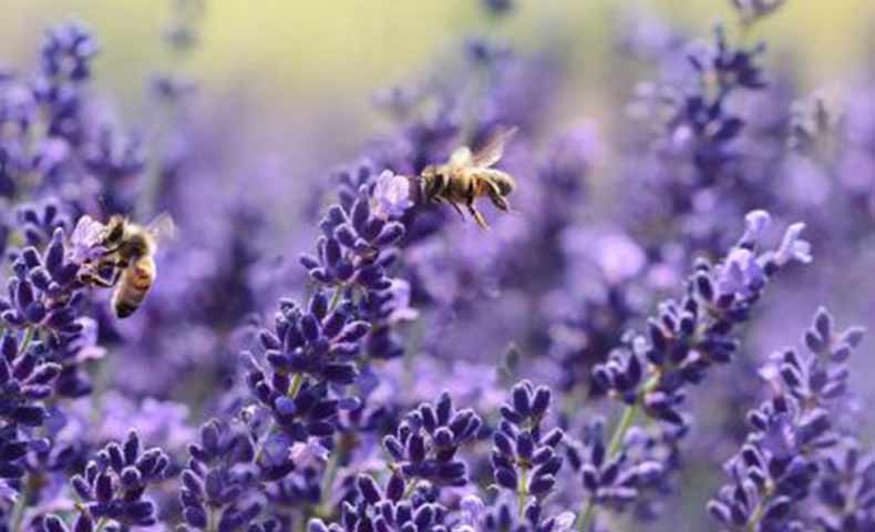 conseils apiculture mois par mois ICKO Apiculture