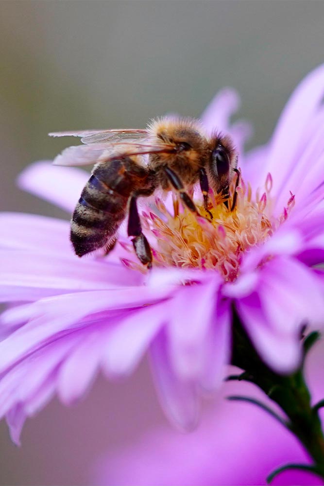 Abeilles sauvages et solitaires : les connaître et les préserver