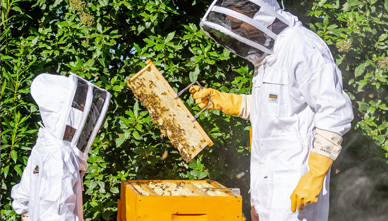 5 équipements indispensables dans une miellerie - ICKO Apiculture Blog