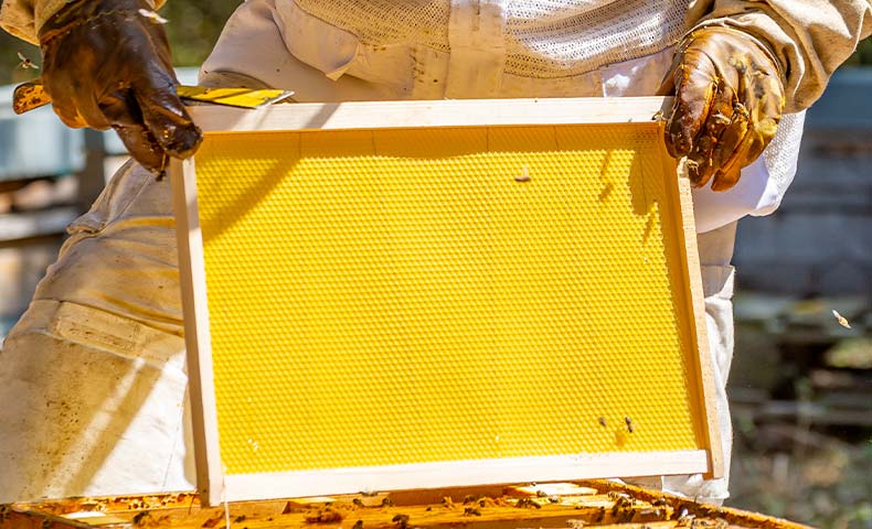 Feuille de cire d'abeille pour bougie