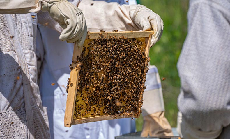 Apiculteur inspectant un cadre de ruche couvert d&rsquo;abeilles