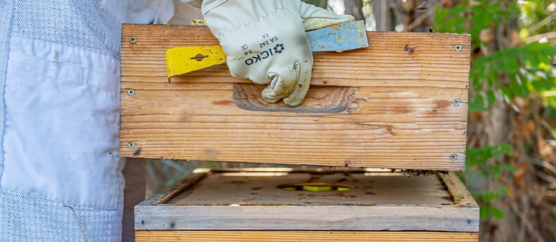 Ouverture d’une ruche pour inspection ou récolte, avec hausse en cours de retrait Apiculteur retirant une hausse d’une ruche en bois avec un lève-cadres