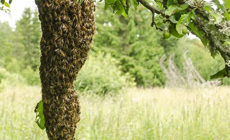 Essaimage des abeilles