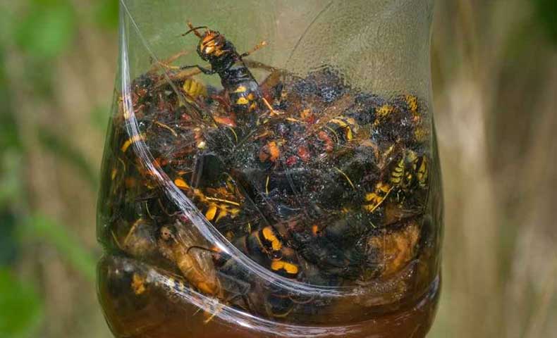 Propolis : l&rsquo;alli&eacute;e indispensable pour bien vivre le changement de saison