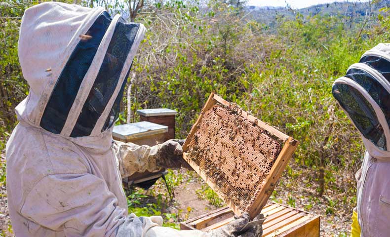 apiculteur manipulant cadre de ruche avec populations d’abeilles et couvain