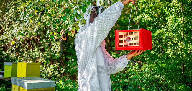 Piege frelon asiatique