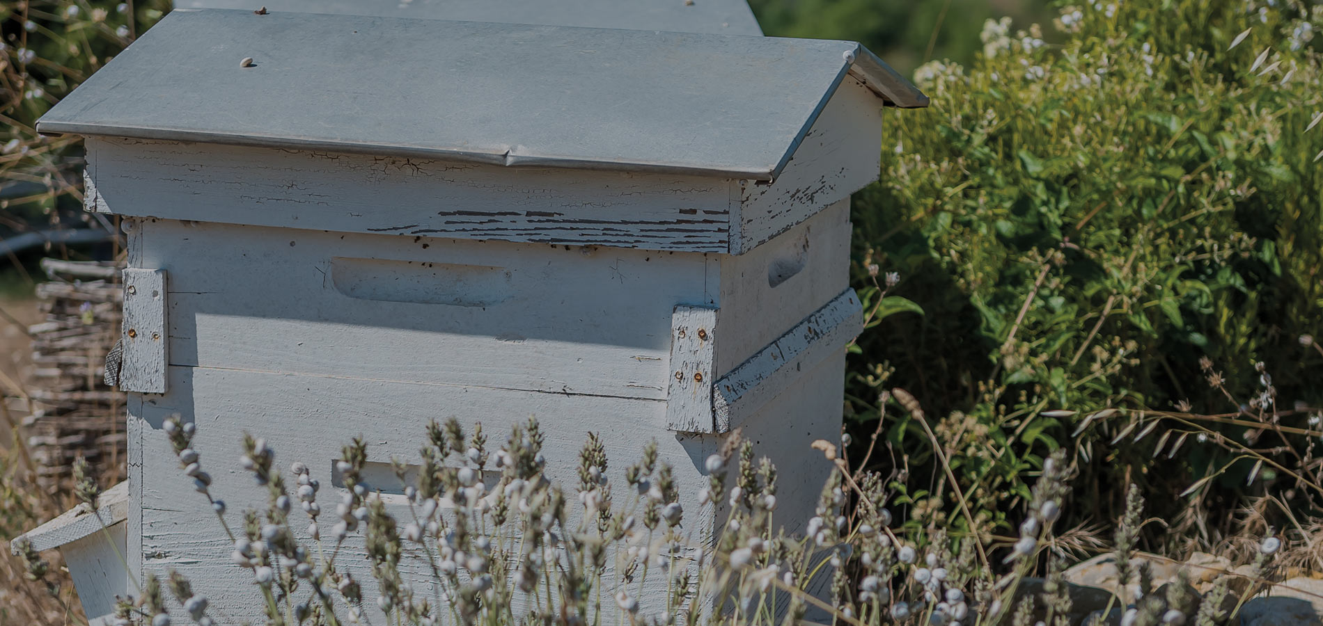 Apiculture urbaine : installer une ruche en ville