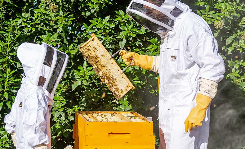 Acide oxalique en feuillets - La ruche Warré