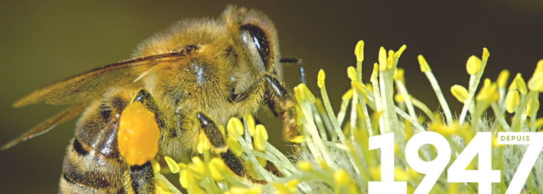 Vente de matériel apiculture, équipement apiculteur - Icko, fournisseur ...