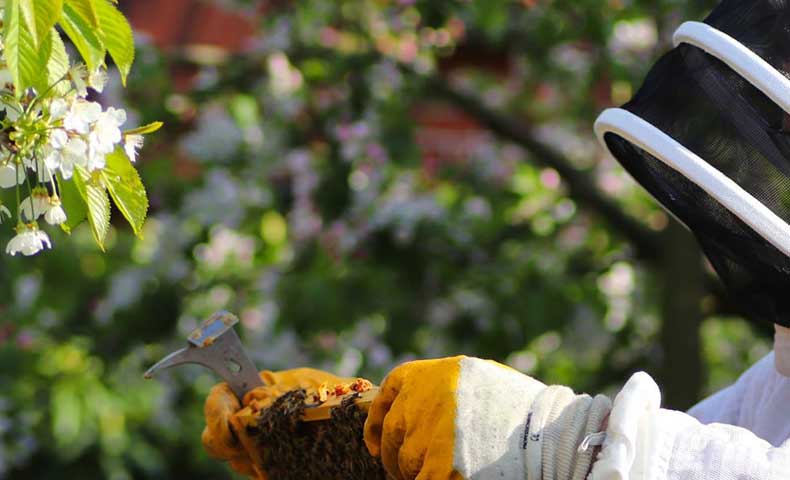 Apiculteur en combinaison observant une ruche près de fleurs mellifères au printemps