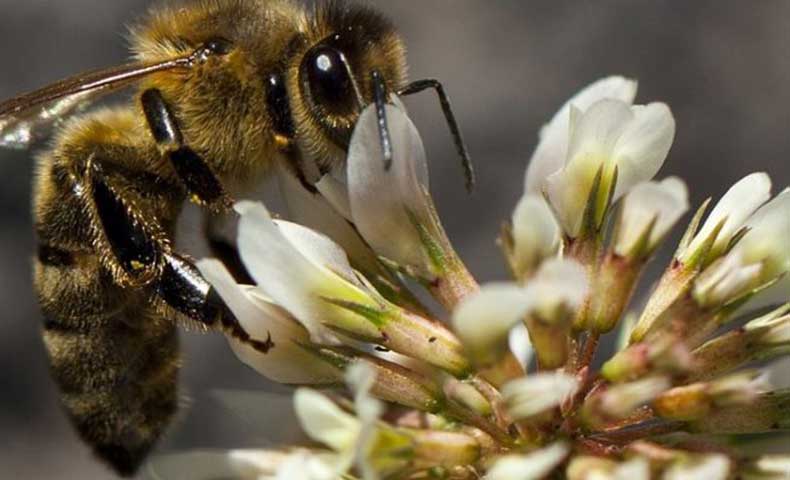 conseils apiculture mois par mois ICKO Apiculture