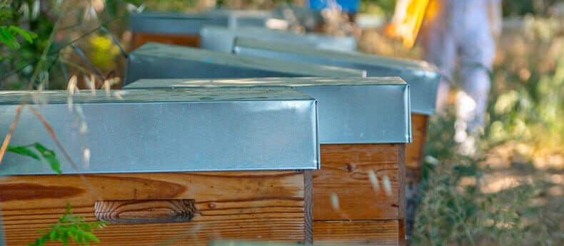 Rucher en pleine nature avec plusieurs ruches en bois alignées Alignement de ruches en bois avec toit en tôle dans un rucher en sous-bois