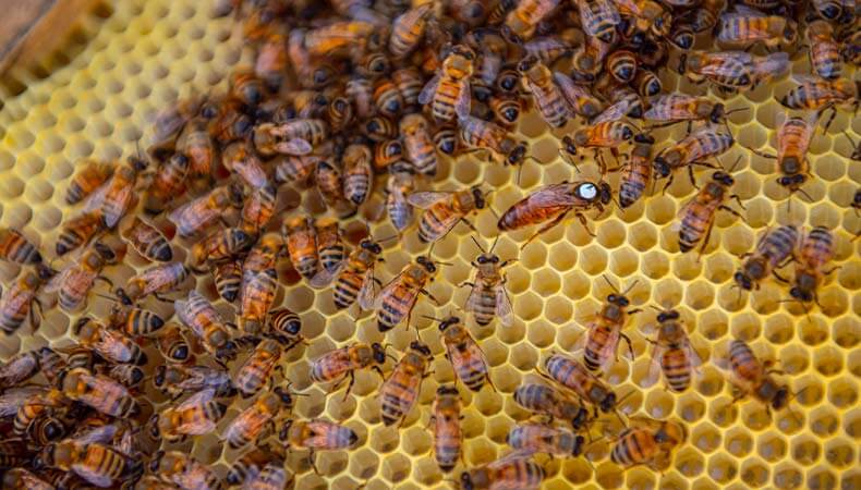 Cadre de ruche avec abeilles ouvrières et reine marquée sur alvéoles de cire