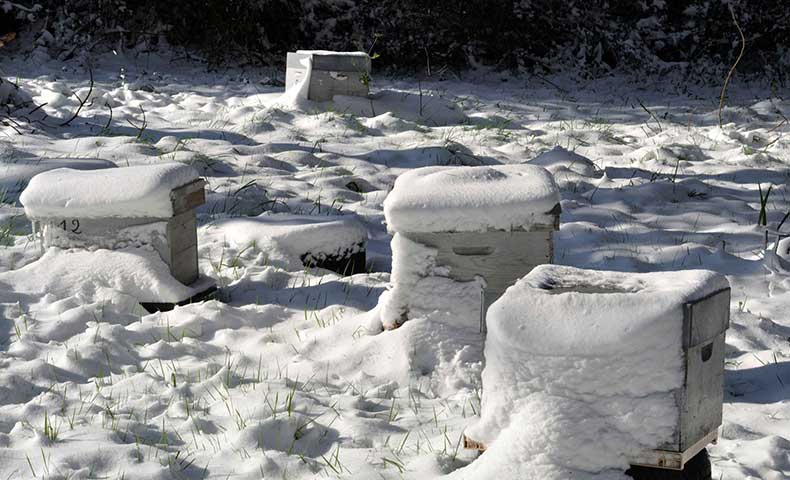 conseils apiculture mois par mois ICKO Apiculture