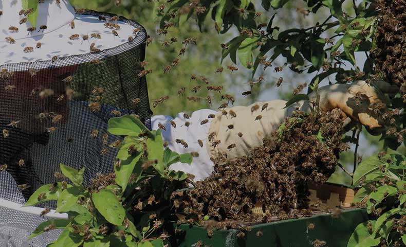 conseils apiculture mois par mois icko