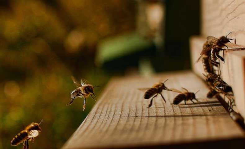 conseils apiculture mois par mois ICKO Apiculture