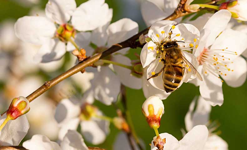 conseils apiculture mois par mois ICKO Apiculture