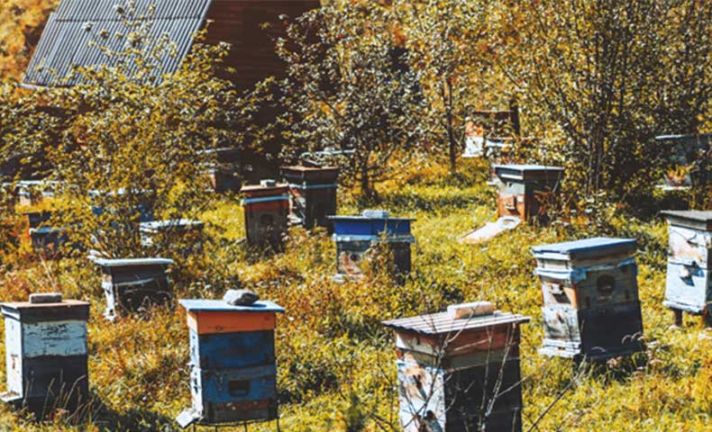 conseils apiculture mois par mois ICKO Apiculture