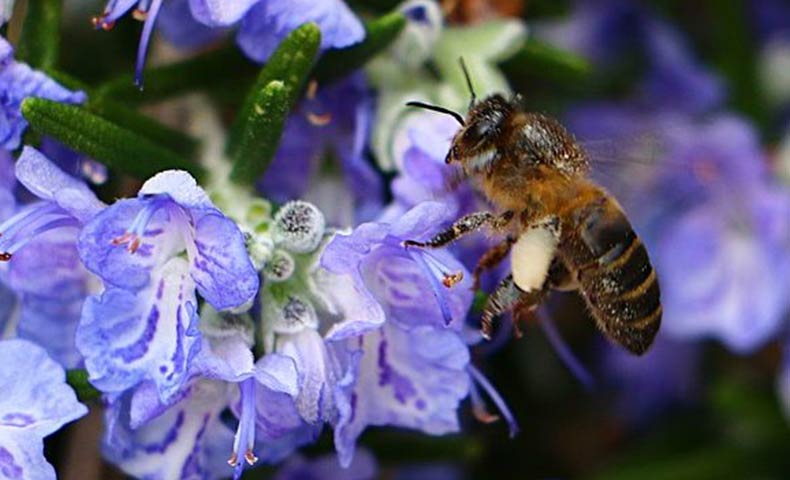 conseils apiculture mois par mois ICKO Apiculture