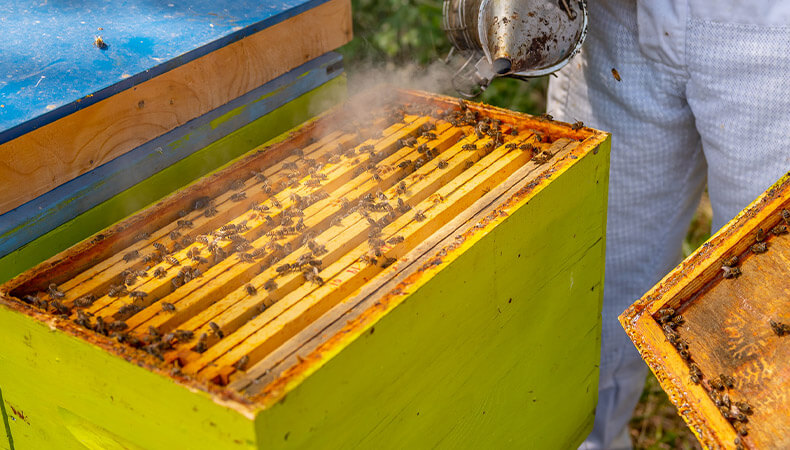 Ruche abeille, ruches complètes, éléments de ruches, accessoires