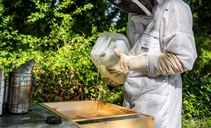 Nourrissement des abeilles au sirop directement dans la ruche Apiculteur versant du sirop de nourrissement dans un nourrisseur, équipé d’une combinaison de protection