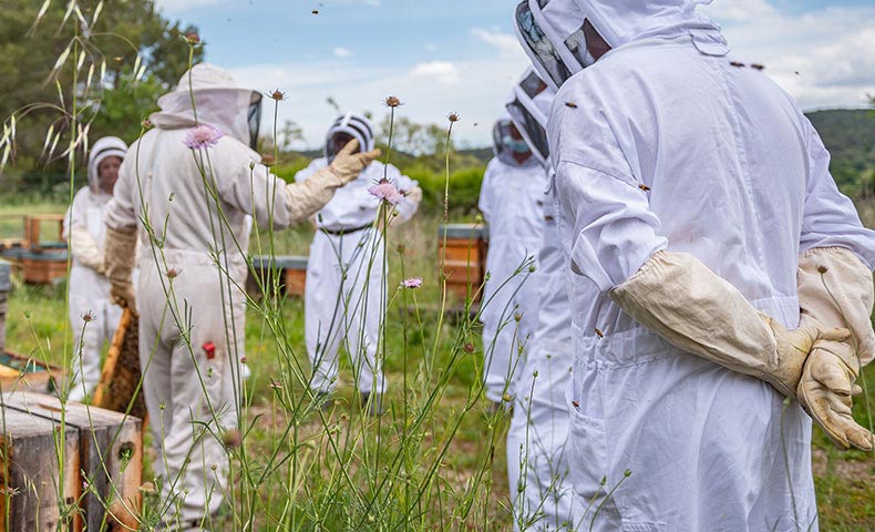 Groupe d&rsquo;apiculteurs en tenue de protection participant &agrave; un stage apicole au rucher